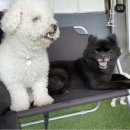the 예쁘개 | 대구 수성구 강아지 유치원 '플레이독'에 다녀왔어요!