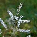 【세잎승마 Anemone koraiensis Nakai】「마(麻)와 비슷하고 성질이 상승(上昇)하기 때문에 붙여진 이름」 이미지