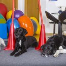 윤은채 재활 한방 동물병원 이미지