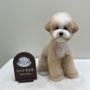 아지오펫살롱