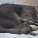 꿈꾸는고양이 이미지