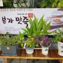 본가맛죽