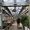 우리공판장 | 남자친구 부모님 첫 인사 선물 양재 화훼 공판장 좋은 인상 호접란 구매 후기