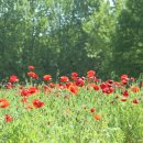 개화농장 이미지