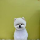 깔롱펫 이미지