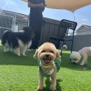 스테이영 애견학교 이미지