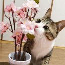 가자GO PC 이미지