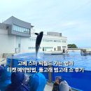 고베 스마 씨월드 가는 법과 티켓 예약 방법, 돌고래 범고래 쇼 후기