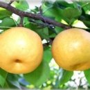 화산농장2 이미지