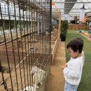 대도농장 | [용인가볼만한곳] 30개월 아기랑 용인체험농장 헤븐온어스 후기