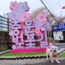 (주)지엔지트럭센타 | 2026 충훈벚꽃축제 후기 애견동반 벚꽃 명소 푸드트럭부터 체험까지