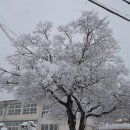 제1.050차 2016 .2 .24 (수) 구룡포 명월산 (경북포항) 이미지