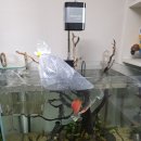 세븐일레븐 광주광산환영점 | [광주/광산구]월곡동 민물, 해수 다 있는 수족관 '아이피쉬' 혈앵무 분양후기