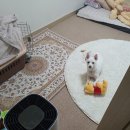 헬로멍뭉 이미지