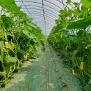 수장농장 이미지