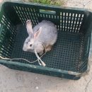 작전목장 이미지