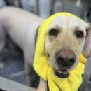 멍멍하개 이미지