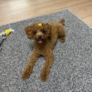 까까뭐멍냥 이미지