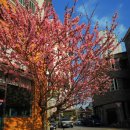 매화카센타 이미지