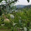 아내의 텃밭 이미지