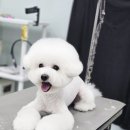 강실장펫살롱 이미지