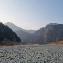 소동느티나무 이미지