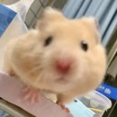 토룡농장 | 에머전시 상황이라 대충 갈김