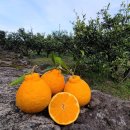 쭌이네 | 한라봉 제대로 맛본 제주 감귤 이야기｜쭌이네과수원에서 만난 제주특산품 후기