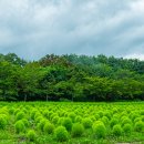 초원의 빛 이미지