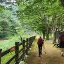 덕산용림제주변 이미지