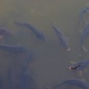 호수정감 이미지