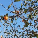 단감주유소 이미지