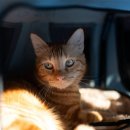 하트동물메디컬센터 | 입 벌리고 숨 쉬어요 — 응급 내원이 필요한 호흡곤란 신호 - 울산 중구 동물병원 라온동물메디컬센터