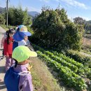 숲놀이(11월/1주 ;나무집짓기,나뭇잎꼬지,숲요정 모자,잠자리 짝짓기,도토리깍지조형,볏짚공룡알,단풍씨앗날리기,세차놀이,작은농부 …) 이미지