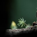 사이,담 이미지