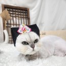 깨롱이 | 새해 맞이 고양이 미용 ~ 대전 고양이 무마취미용 페르시안캣