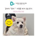 내품에동물병원 | 철산 동물병원) 강아지 "포리" 지방종 제거 수술 및 스케일링 후기