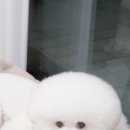 트리밍스튜디오제제 이미지