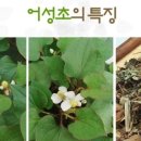 캅셀 이미지
