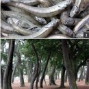 남해멸치 - 성남시 중원구 둔촌대로 68 | 남해멸치