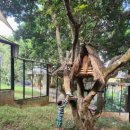 Cat garden 이미지