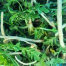 냉이와깻잎 이미지