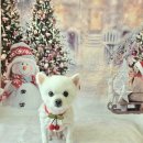 DOG깨비 강아지 미용실 이미지