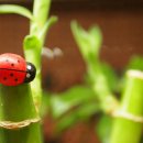 예원화원&예원 이미지