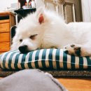 찬샘동물병원 | [쿠키이야기] 강아지 스켈링 간석동 찬샘동물병원 다녀온 후기~