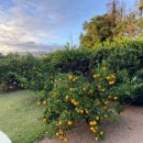 감산차경 이미지