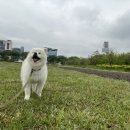 제주원드림공인중개사사무소 | [제주도 한달살기] 반려동물 동반가능 집구하기 후기(부동산 비추, 당근 부동산 추천🥕)
