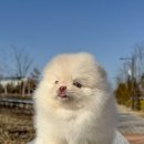 아르르펫 이미지