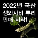 A080 | 2022년 진짜 국산 생 와사비 뿌리(근경) 판매 Start