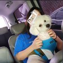 뭉치펫택시 이미지